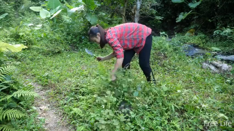更新1季必须吃点新鲜的(3)深入荒野隐居修仙,建设世外桃源投个币吧