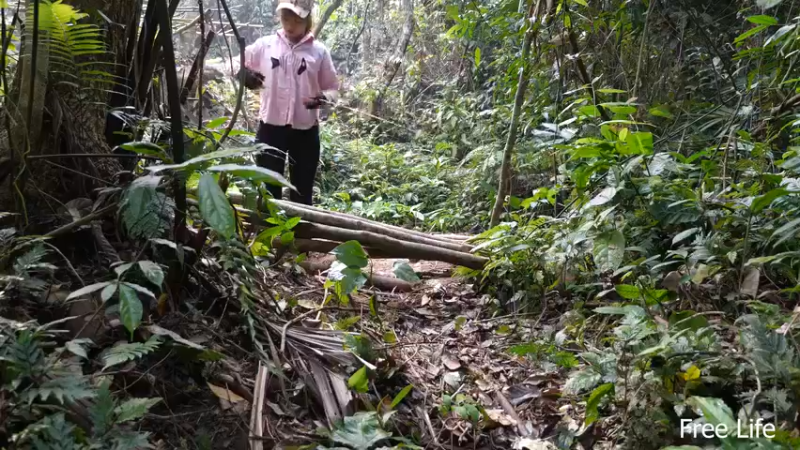 更新树wc(11)深入荒野隐居修仙,建设世外桃源投个币吧