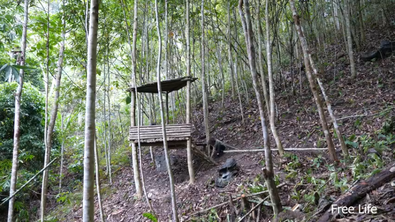 更新树屋(11)深入荒野隐居修仙,建设世外桃源投个币吧