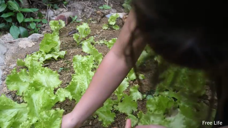更新捕捉新鲜的鱼 制作传统鱼(11)深入荒野隐居修仙,建设世外桃源投个币吧