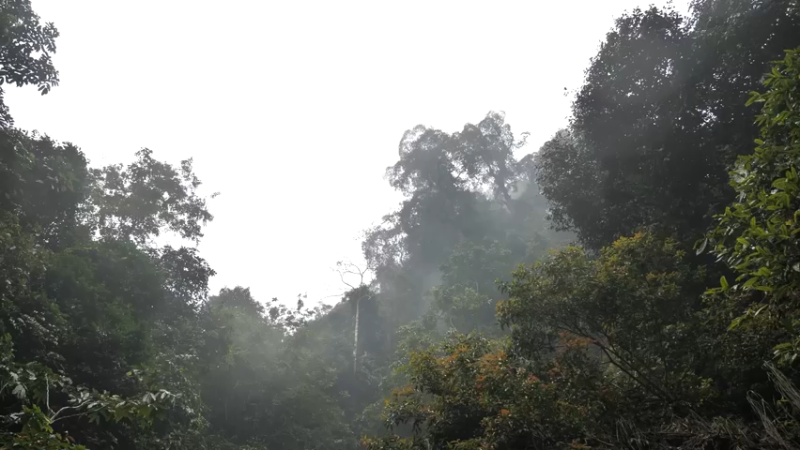 更新扫把(1)深入荒野隐居修仙,建设世外桃源投个币吧