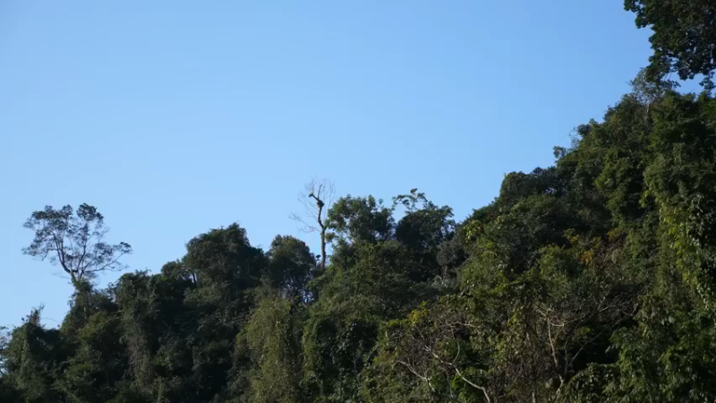 更新 我在深山建厨房(1)深入荒野隐居修仙,建设世外桃源投个币吧