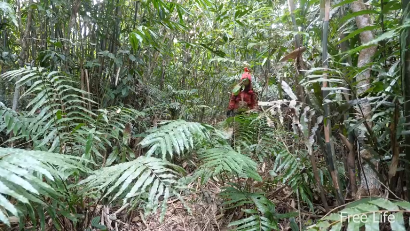 更新在山里度过节日(2)深入荒野隐居修仙,建设世外桃源投个币吧
