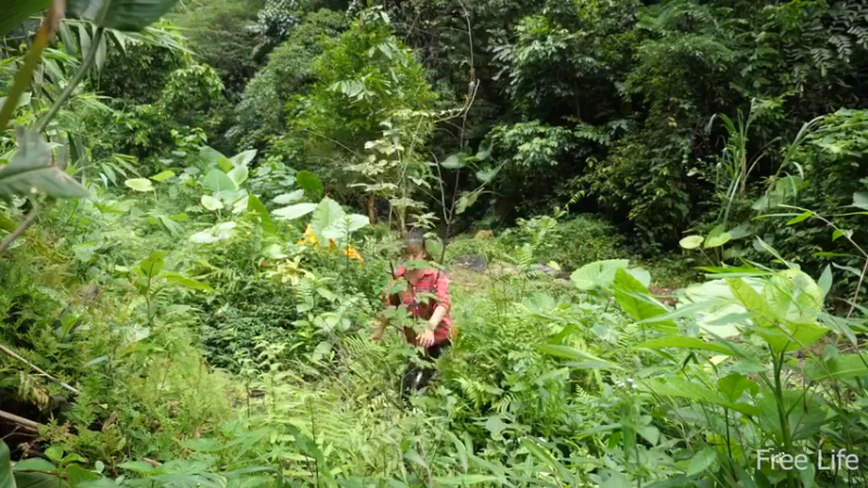 更新1季必须吃点新鲜的(6)深入荒野隐居修仙,建设世外桃源投个币吧