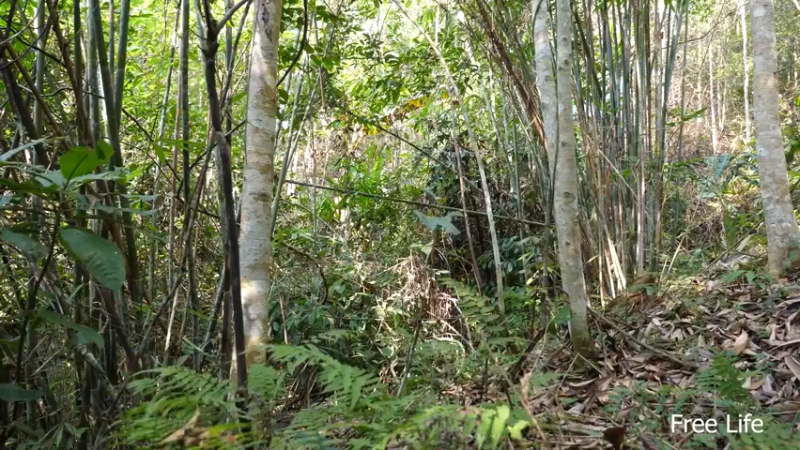 更新树屋(18)深入荒野隐居修仙,建设世外桃源投个币吧