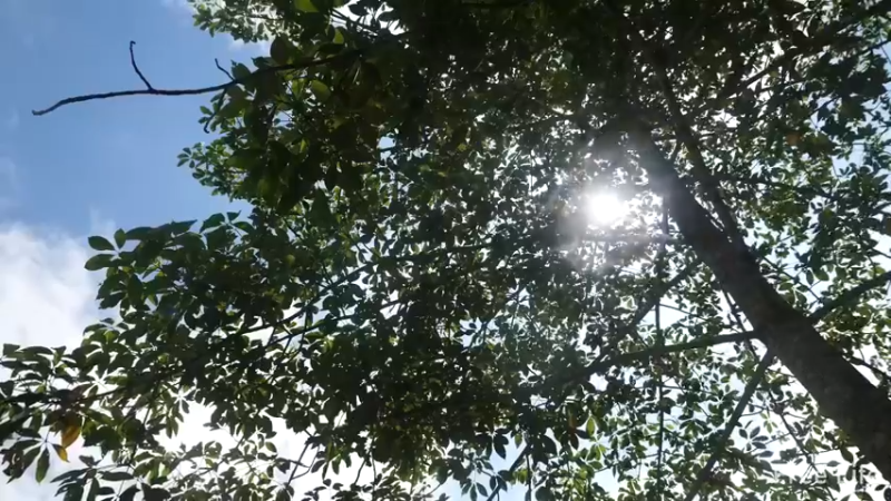 更新1季离家入山d的第一餐(1)深入荒野隐居修仙,建设世外桃源投个币吧