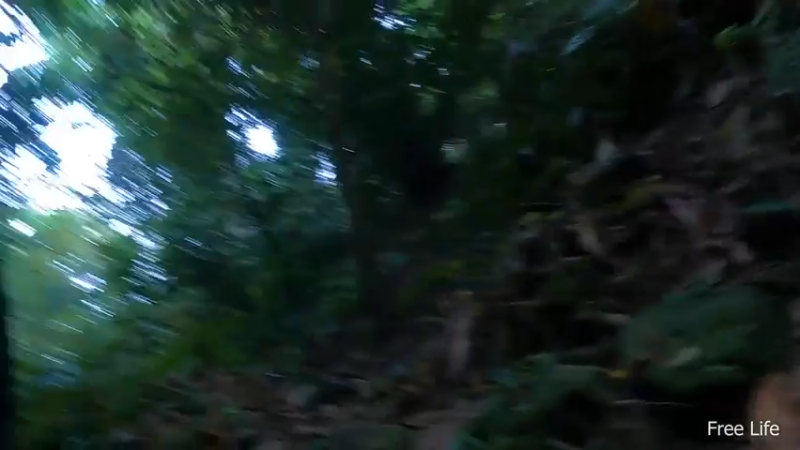 更新独自出庇护所第4天(4)深入荒野隐居修仙,建设世外桃源投个币吧