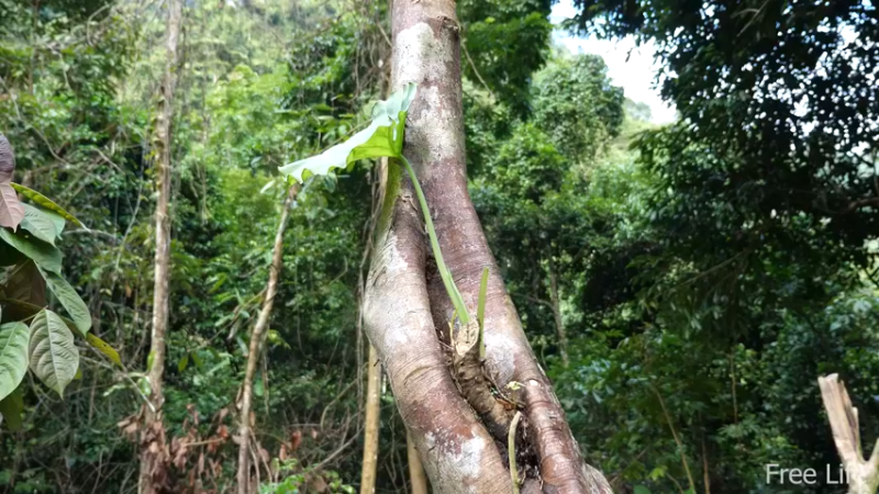 更新1季暂时还住临时小屋(1)深入荒野隐居修仙,建设世外桃源投个币吧