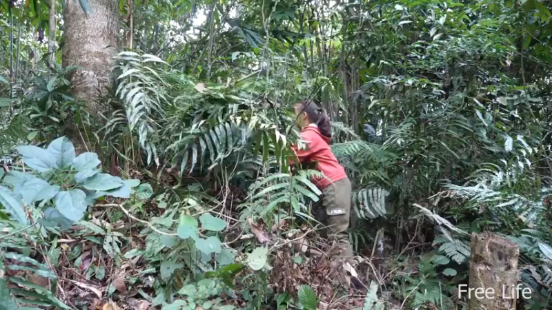 更新在山里度过节日(14)深入荒野隐居修仙,建设世外桃源投个币吧