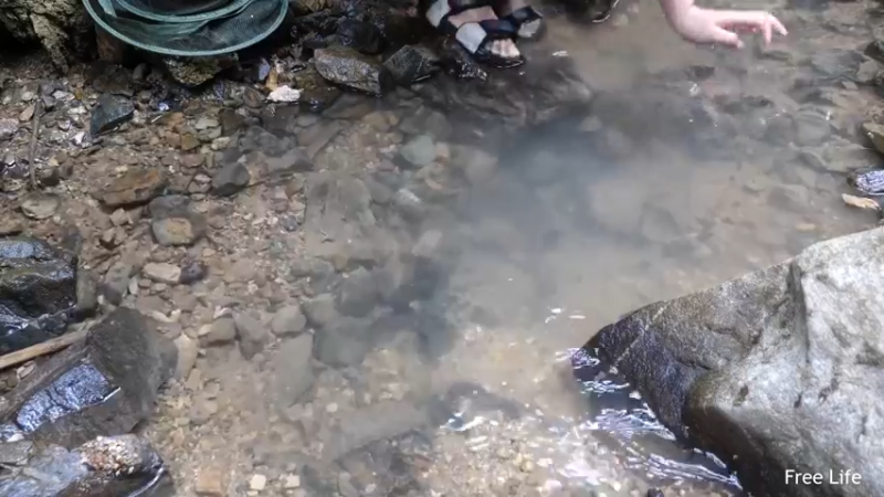 更新捕捉新鲜的鱼 制作传统鱼(7)深入荒野隐居修仙,建设世外桃源投个币吧