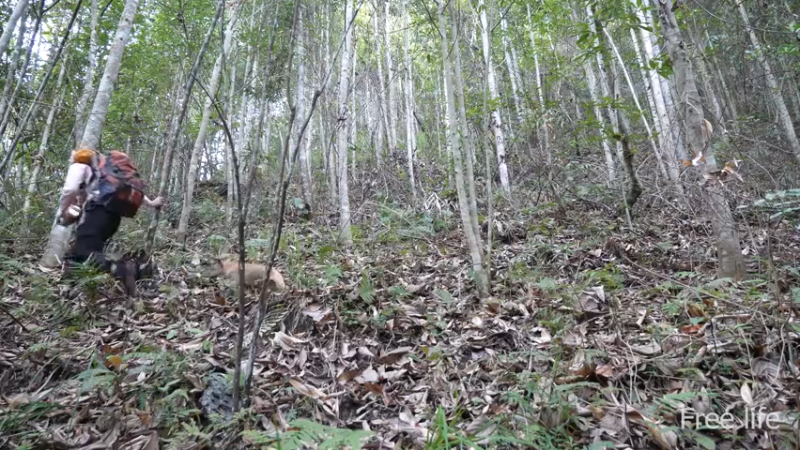 更新树屋(2)深入荒野隐居修仙,建设世外桃源投个币吧