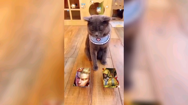 CF小主播皮皮鲨发布了一个斗鱼视频2021-09-29