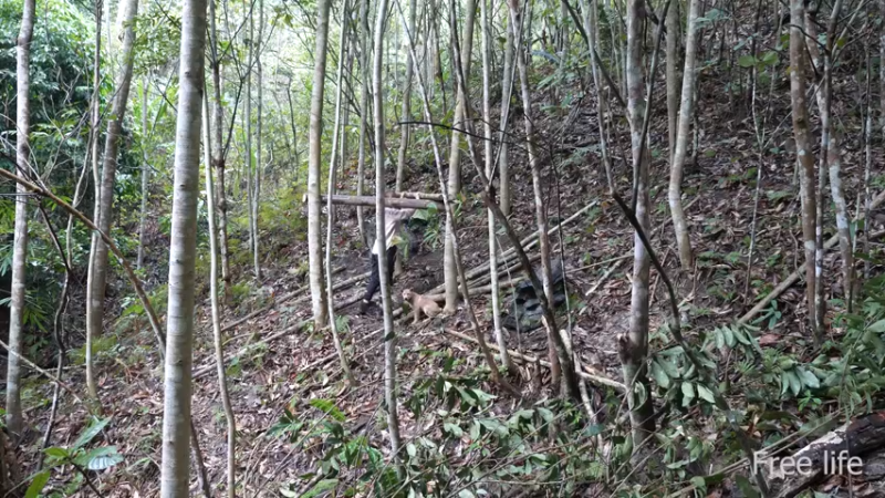 更新树屋(13)深入荒野隐居修仙,建设世外桃源投个币吧