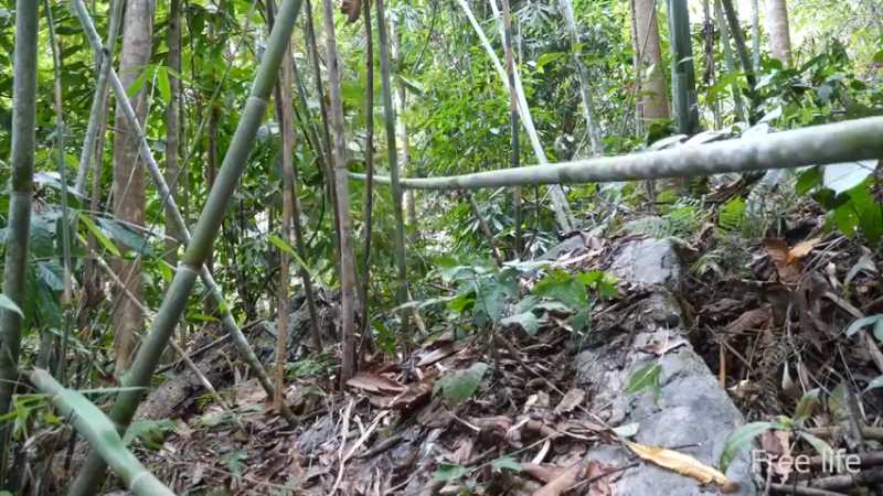 更新树屋(27)深入荒野隐居修仙,建设世外桃源投个币吧