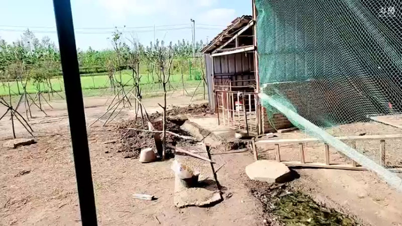 【2021-09-29 15点场】洪湖小肖：巨坑已干搞麻鳝