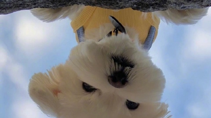 作业周