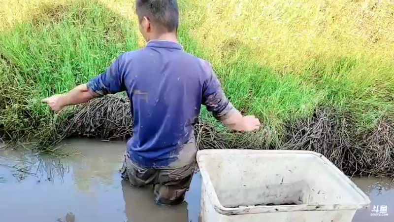 【2021-09-30 17点场】洪湖小肖：户外乡野捕鱼捉虾