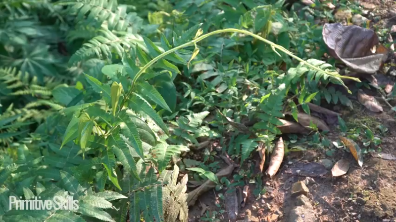 装备全靠打101建造大泳池2如果你一无所有，进入山野