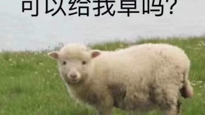 杨建，赵鑫，我c a o你  Lao lao
