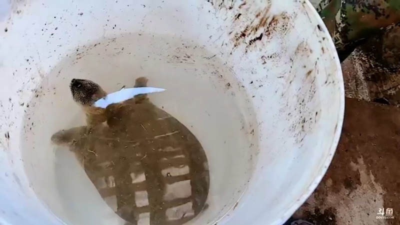 【2021-10-03 13点场】洪湖小肖：欢迎兄弟们来洪湖做客447507