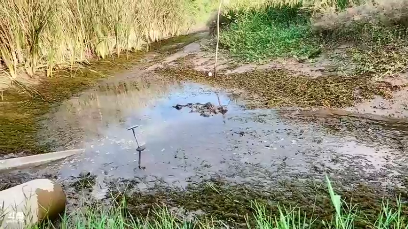 【2021-10-04 16点场】洪湖小肖：亲子运动会day2