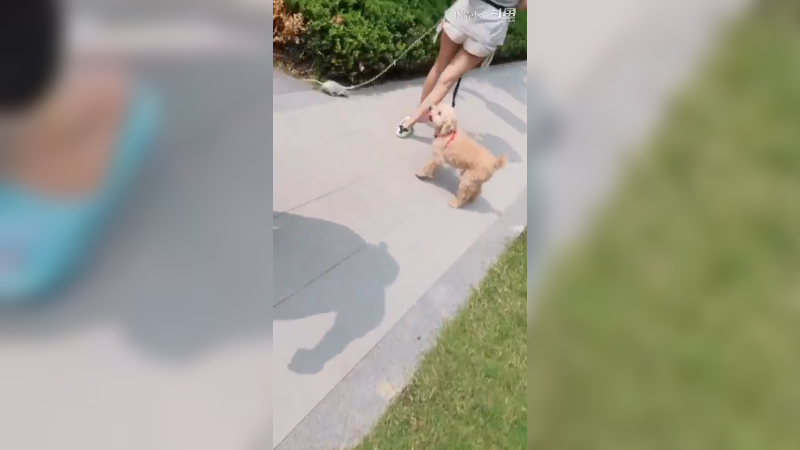 出门散散步，小老鼠这是发现了什么？