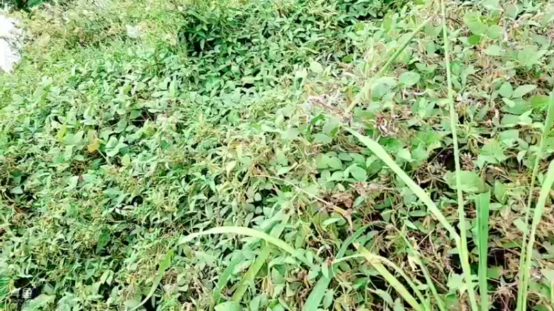 【2021-10-06 13点场】洪湖小肖：小强哥绝活  钓鳝鱼 447507