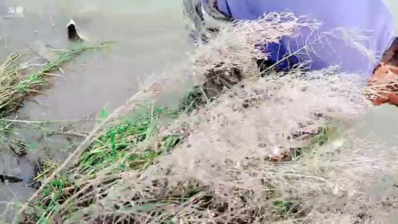 【2021-10-06 15点场】洪湖小肖：小强哥绝活  钓鳝鱼 447507