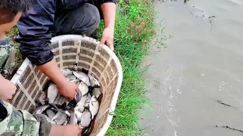 【2021-10-07 17点场】洪湖小肖：小强哥绝活  钓鳝鱼 447507