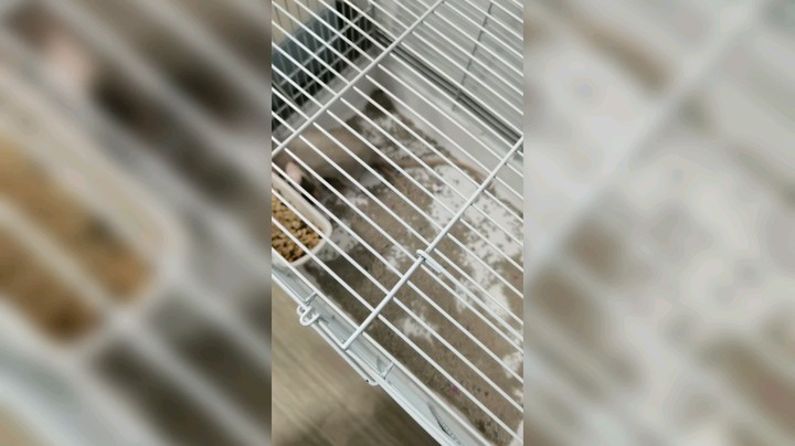 一到晚上就猛