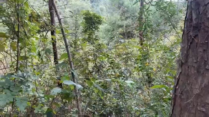 【2021-10-08 10点场】魅力生活i：王炸组合弄土蜂