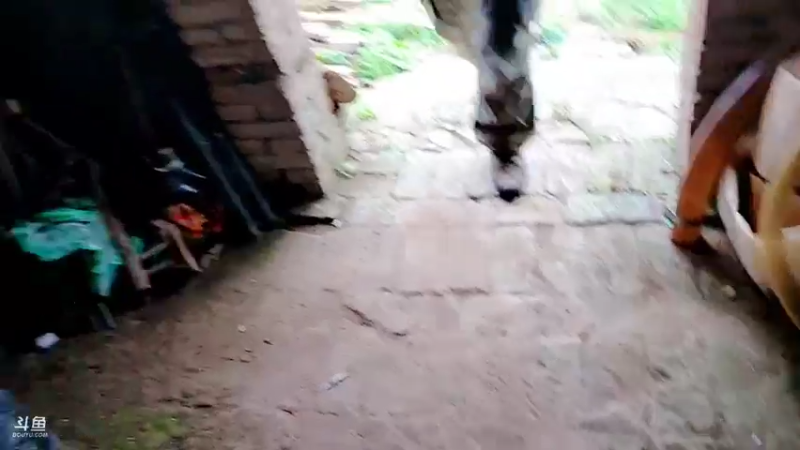 【2021-10-08 17点场】洪湖小肖：出发 打野生涯开始  447507