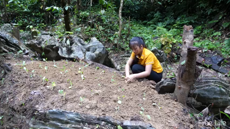 女生野外觅桃源W4菜院子4（妹子独自深入荒野隐居,建设世外桃源）
