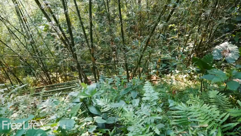 野外觅桃源W21休闲竹秋千1#妹子独自深入荒野隐居，建设世外桃源