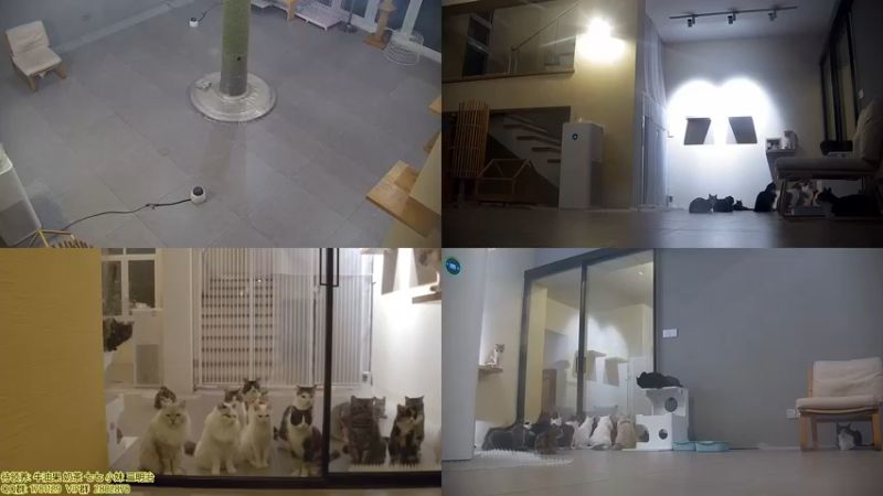【2021-10-10 19点场】喵放送：喵放送☀️喵呜~