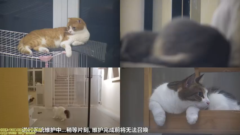 【2021-10-10 01点场】喵放送：喵放送☀️喵呜~