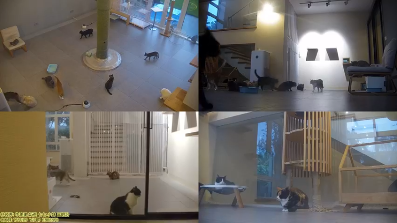 【2021-10-10 17点场】喵放送：喵放送☀️喵呜~