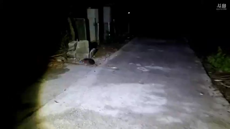 【2021-10-11 18点场】魅力生活i：晚上去抓大牛蛙