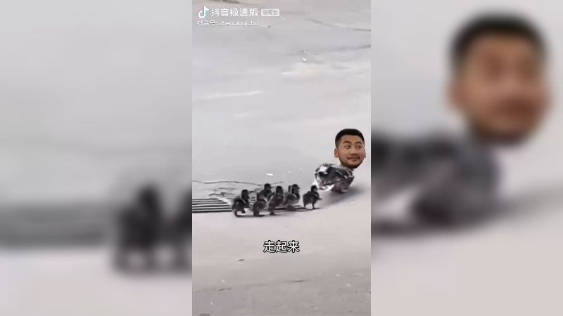 茄子来来来