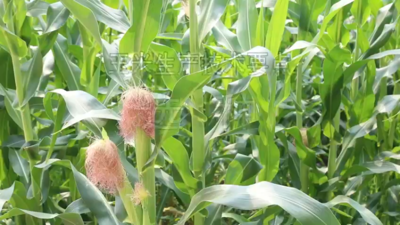 农教实践｜玉米生产技术要点