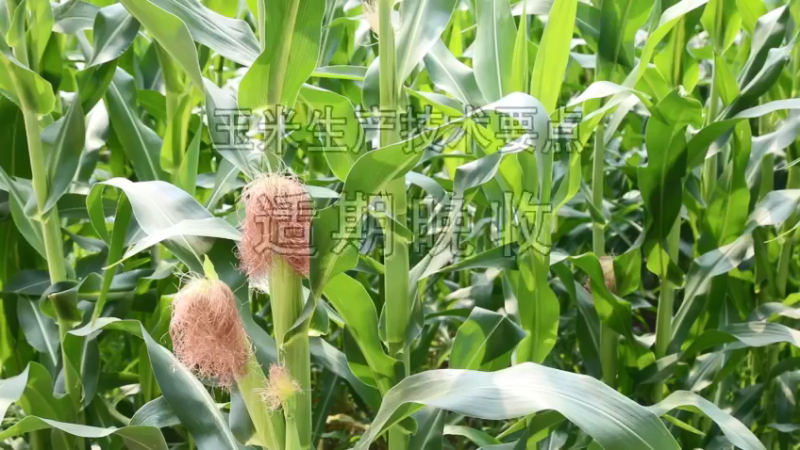 农教实践｜玉米生产技术要点(6)