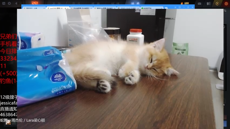 【2021-10-13 01点场】棋迷iluhr：沉浸式养小奶猫,连续直播第72天