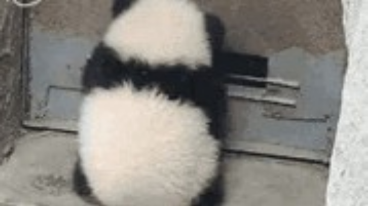 球球大作战