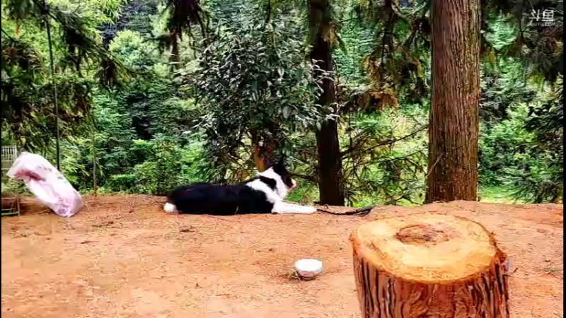 【2021-10-15 15点场】主播阿郎：荒野独居30天（给狗安个家）