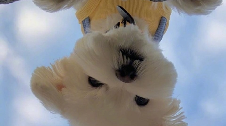 死疽怨毒残暴