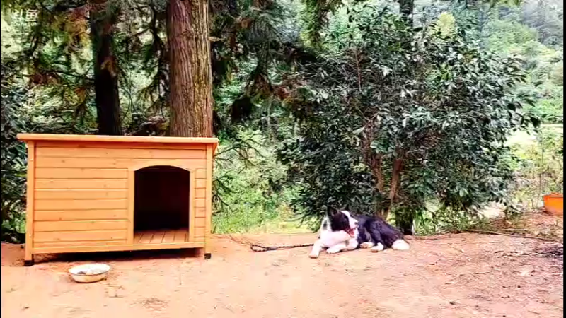 【2021-10-16 16点场】主播阿郎：荒野独居30天（给狗安个家）