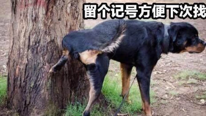 惜败