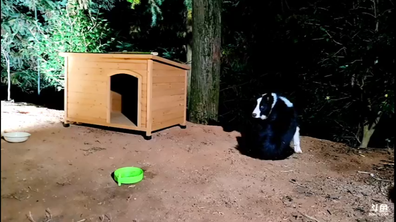 【2021-10-16 22点场】主播阿郎：荒野独居30天（给狗安个家）