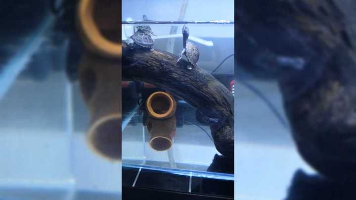 麝香龟、剃刀龟、金线草龟