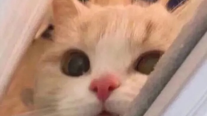 lol手游